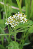 Image de Xysmalobium involucratum (E. Mey.) Decne.