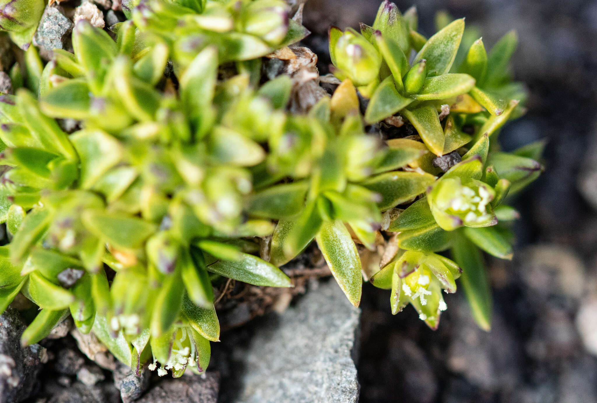 Слика од Colobanthus quitensis (Kunth) Bartling