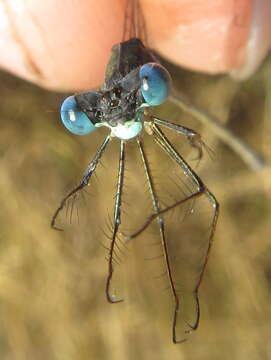 Imagem de Lestes pinheyi Fraser 1955