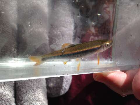 Image of Tricolor Shiner