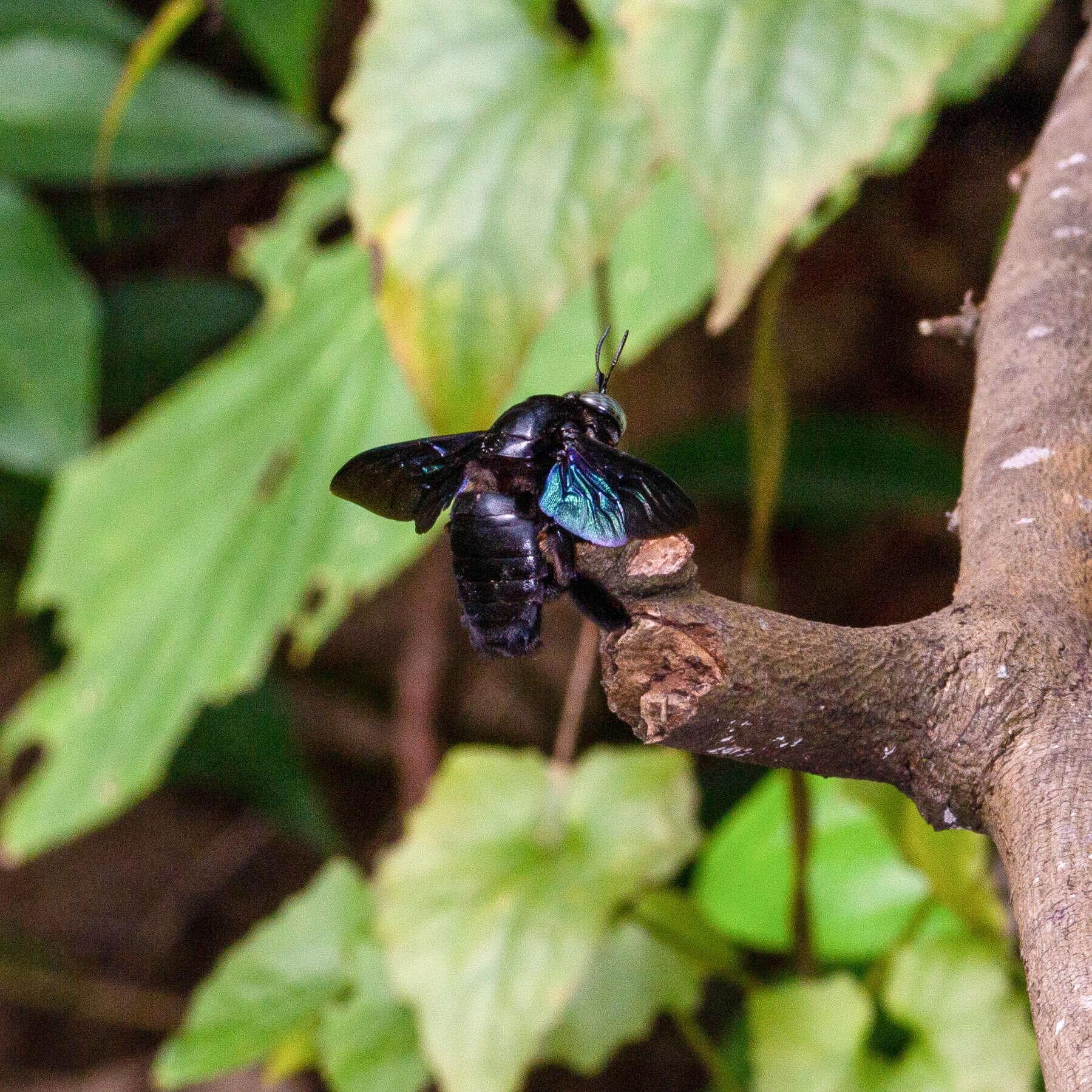 Image of Xylocopa latipes (Drury 1773)