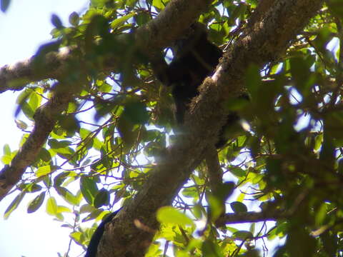 Image of Eastern Ebony Leaf Monkey