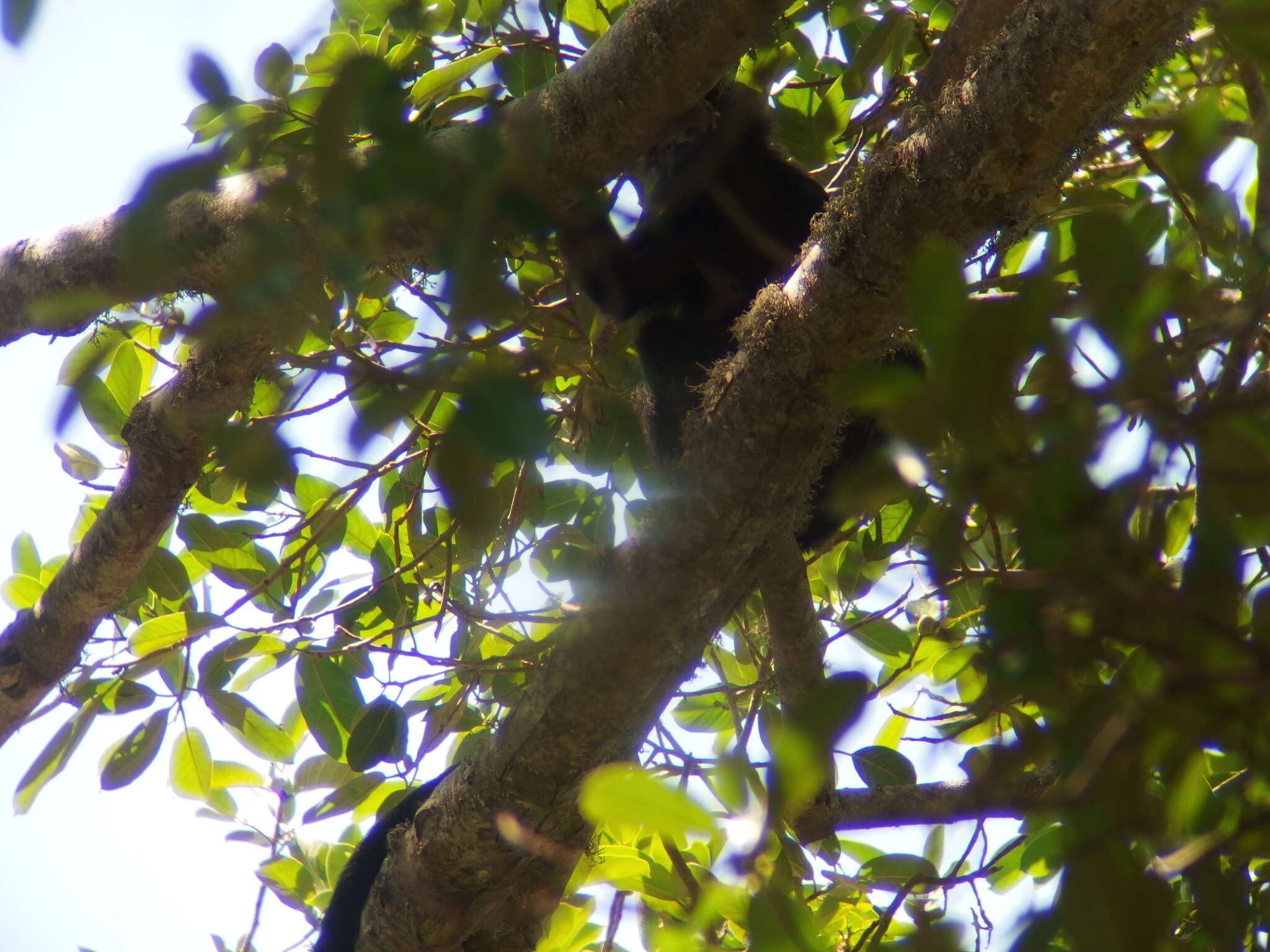 Image of Eastern Ebony Leaf Monkey