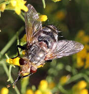 Image of marmoratus species group