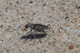 Image of Cicindela (Cicindela) hirticollis rhodensis Calder 1916