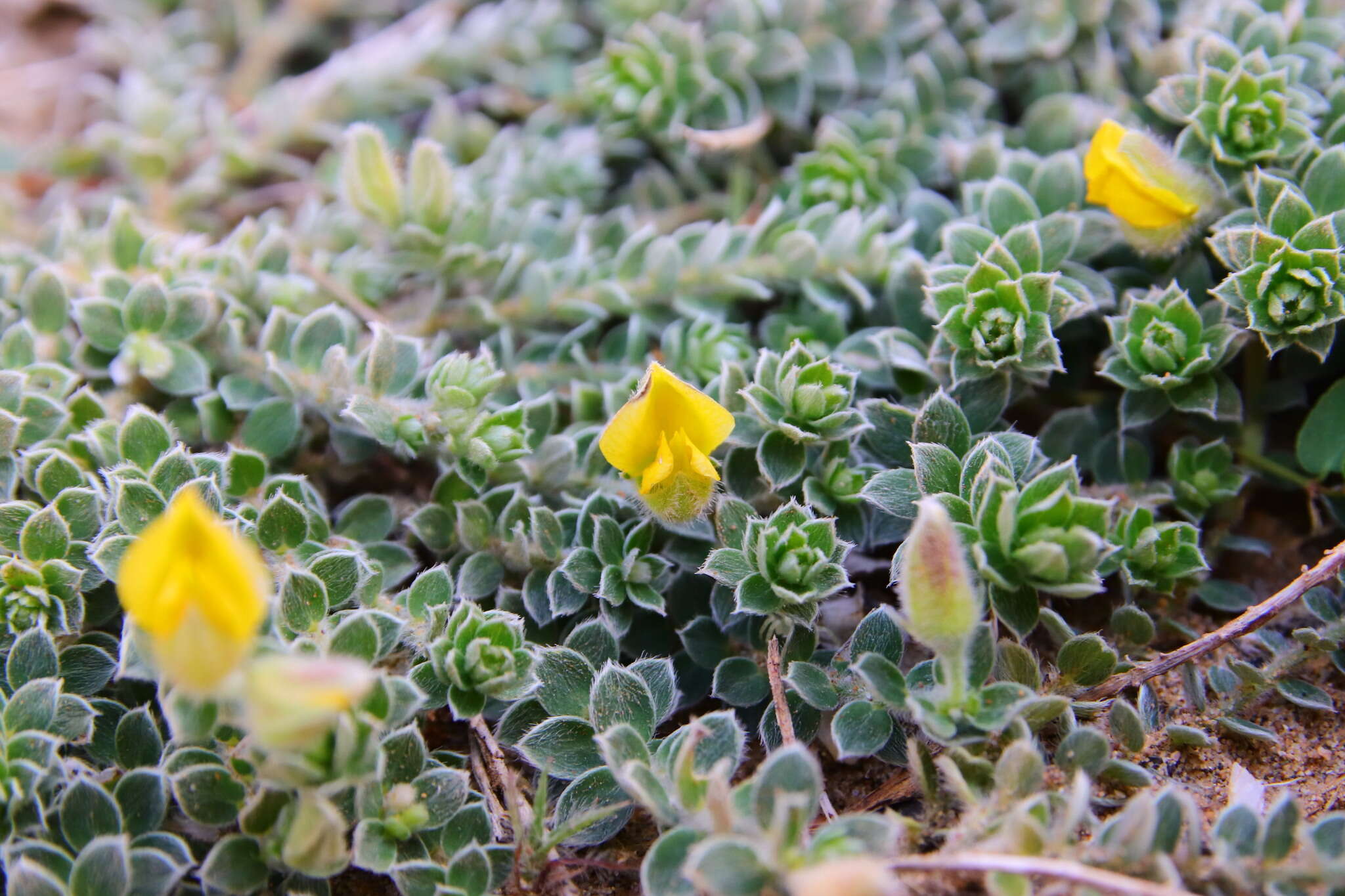 Image of Crotalaria similis Hemsl.