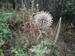 Image of Echinops chantavicus Trautv.