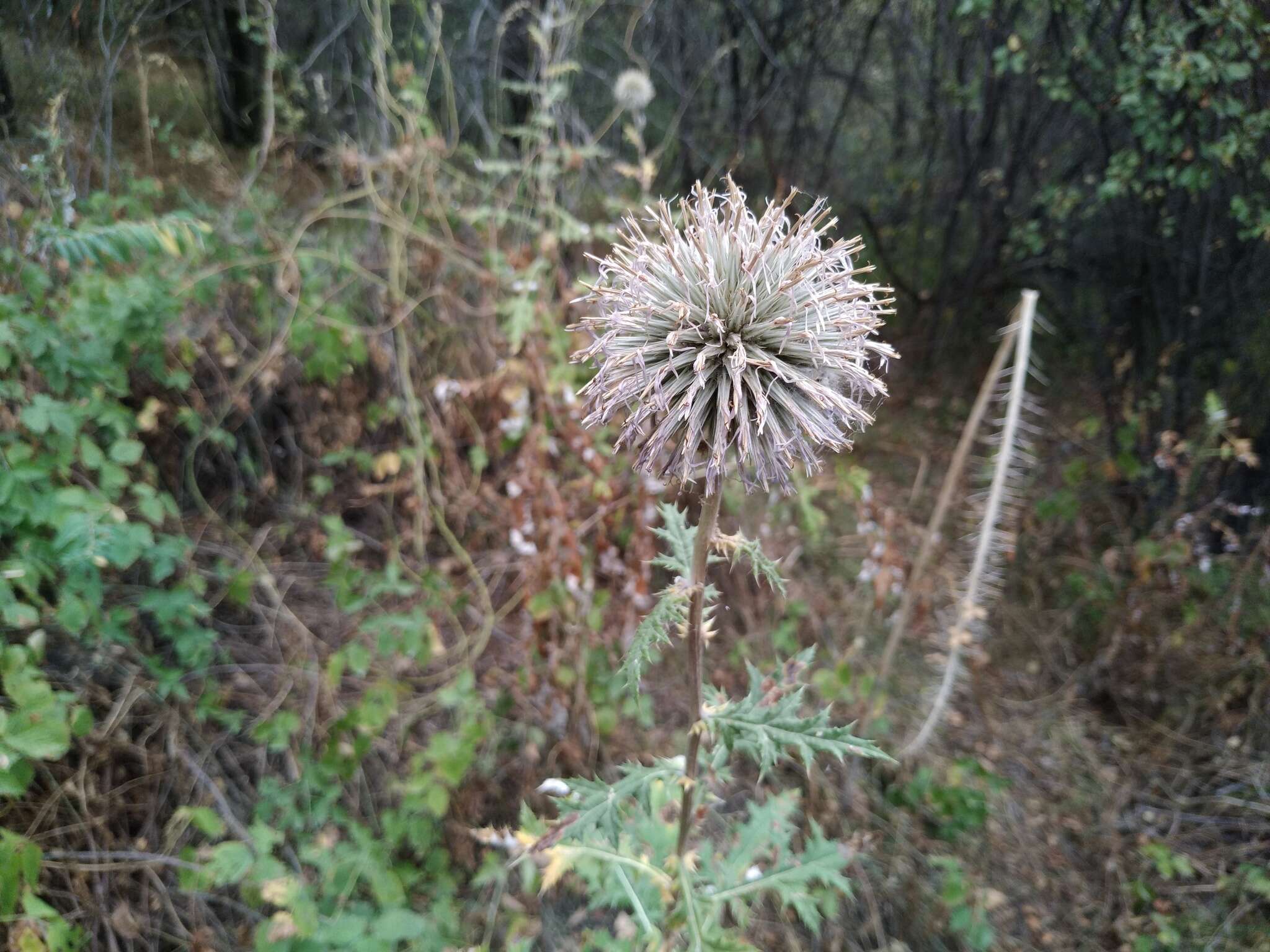 Image of Echinops chantavicus Trautv.