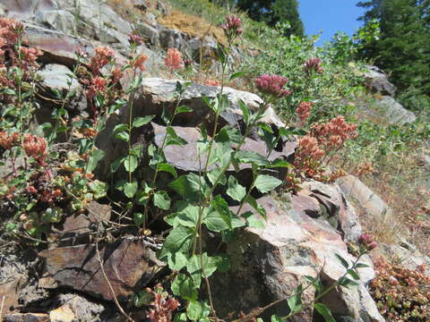 Image of western snakeroot