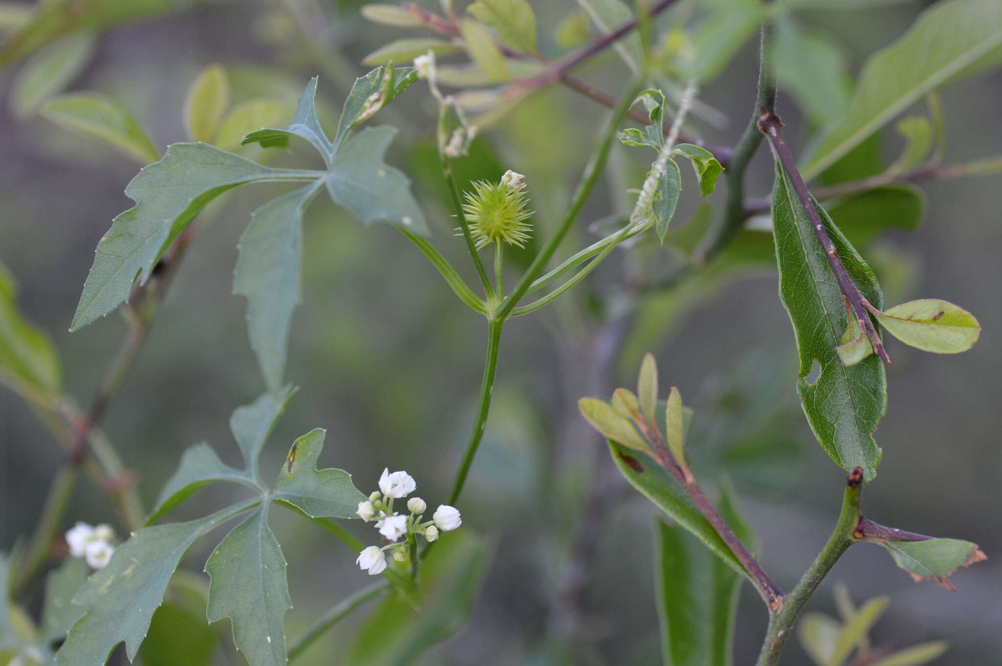 Image of Naudin's cyclanthera