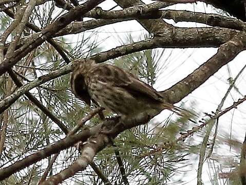 Image of Streaky Seedeater