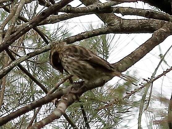 Image of Streaky Seedeater