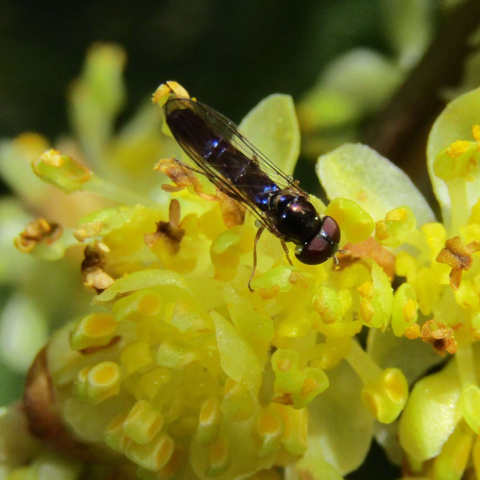 Image of Allograpta hollowayae Thompson & Thompson 2010