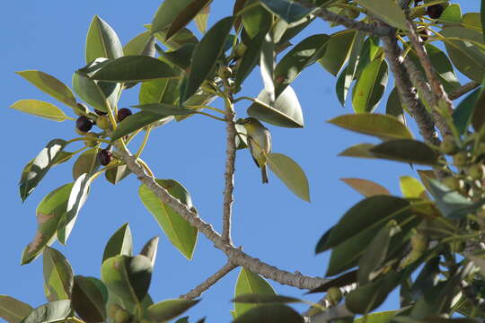 Image of Western Silvereye