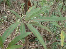 Image of Terminalia bentzoe (L.) L. fil.