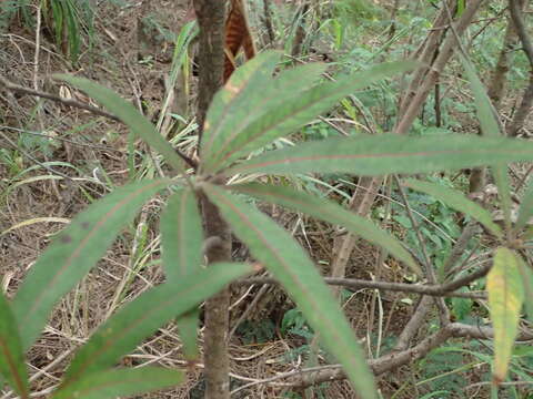 Image of Terminalia bentzoe (L.) L. fil.