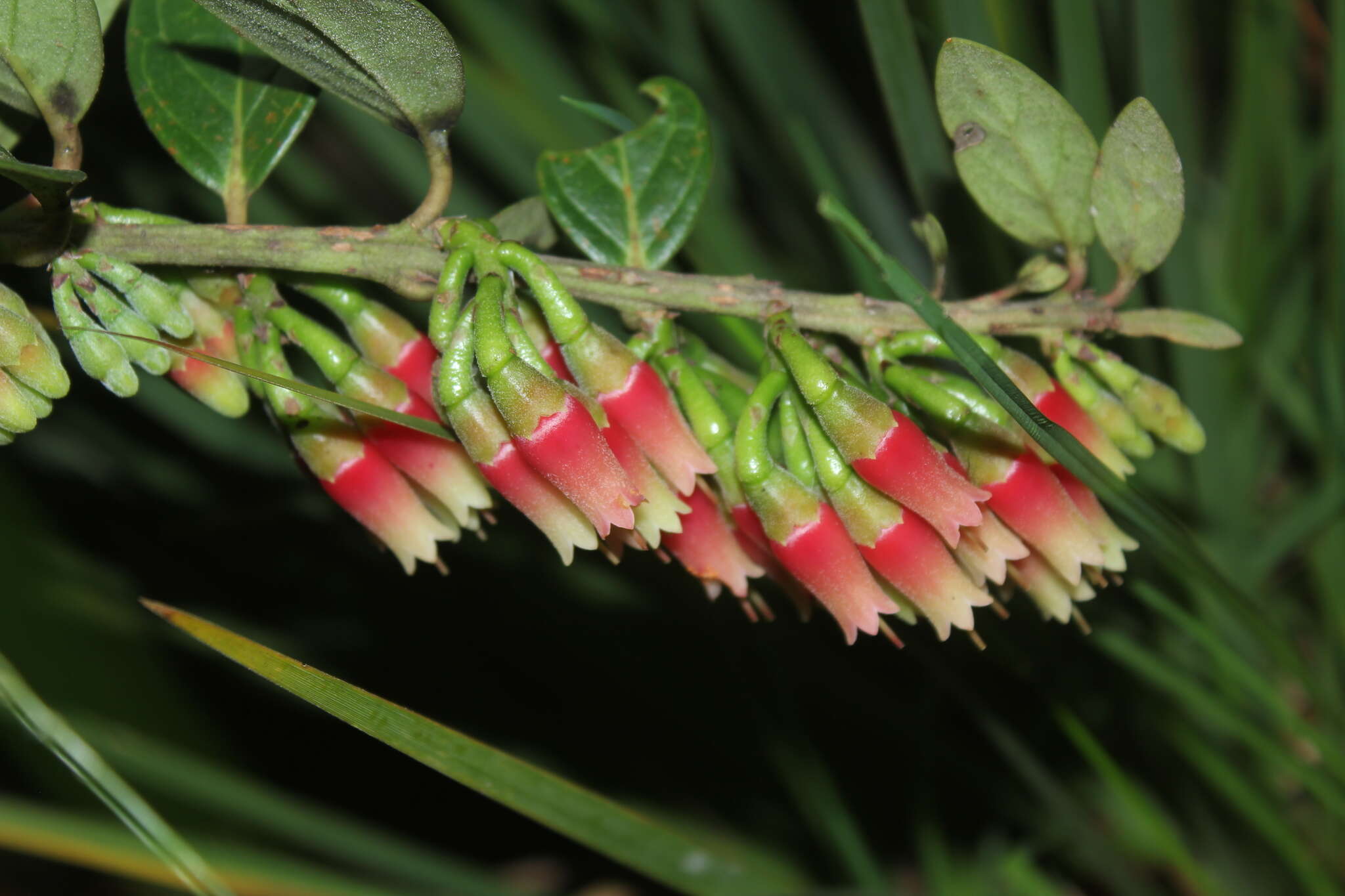 Imagem de Macleania rupestris (Kunth) A. C. Sm.