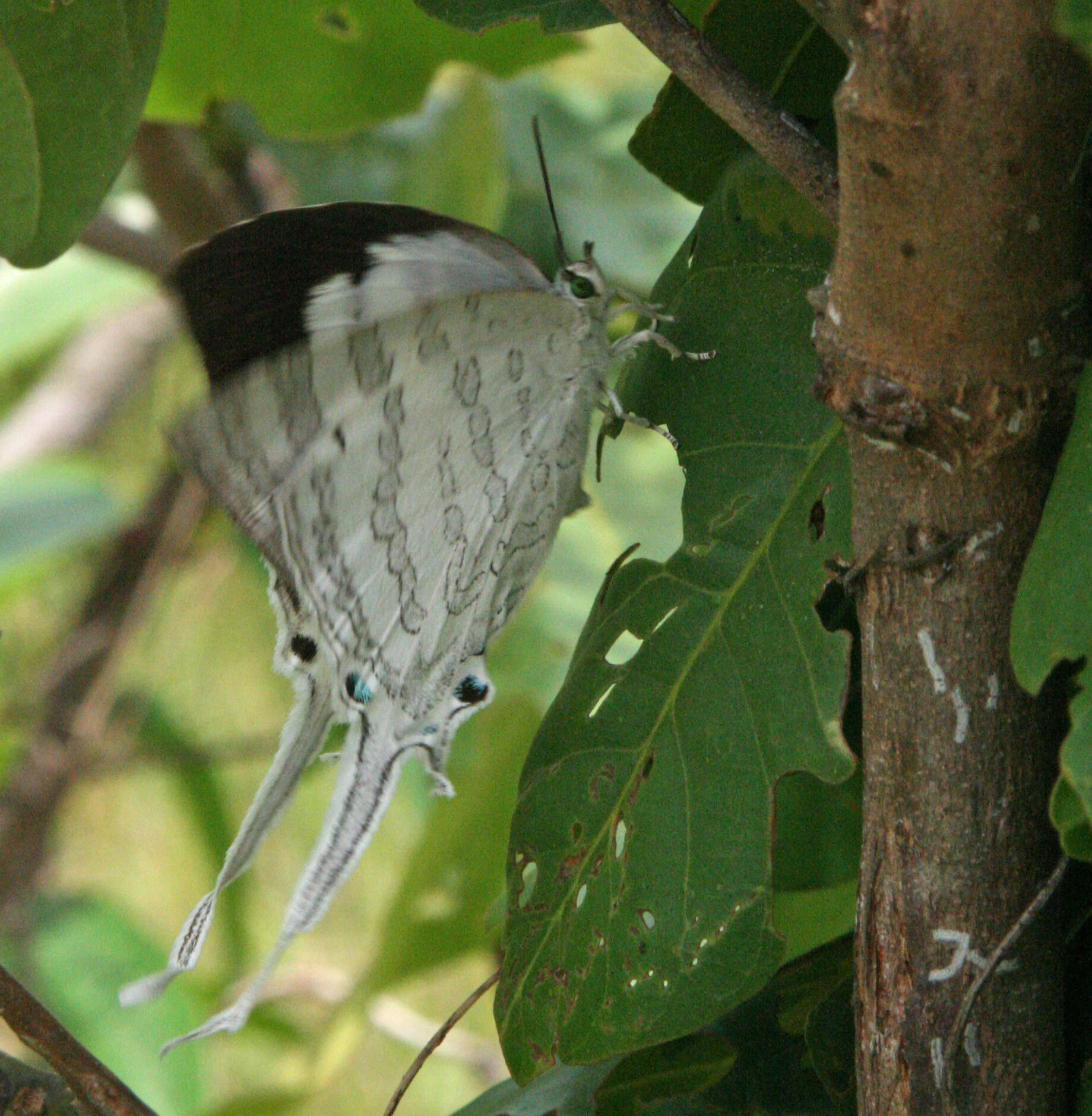 Image of Neomyrina hiemalis (Godman & Salvin 1878)