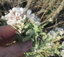 Image of Palmer's spectaclepod