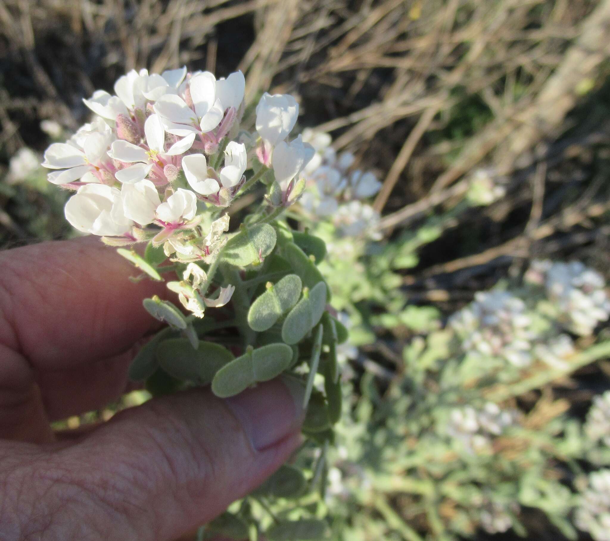 Dimorphocarpa candicans (Raf.) Rollins的圖片