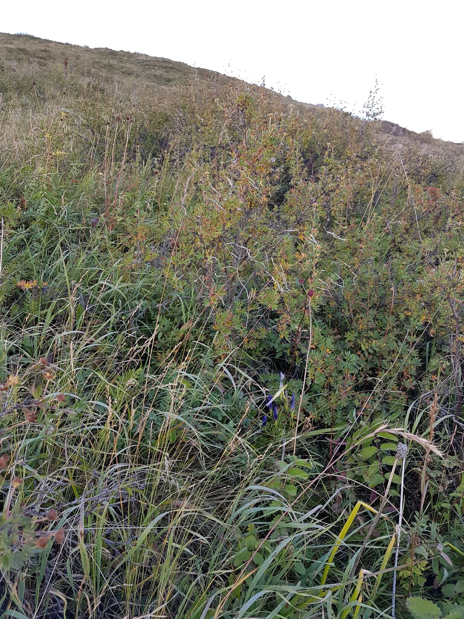 Image of Ptilagrostis mongholica (Turcz. ex Trin.) Griseb.