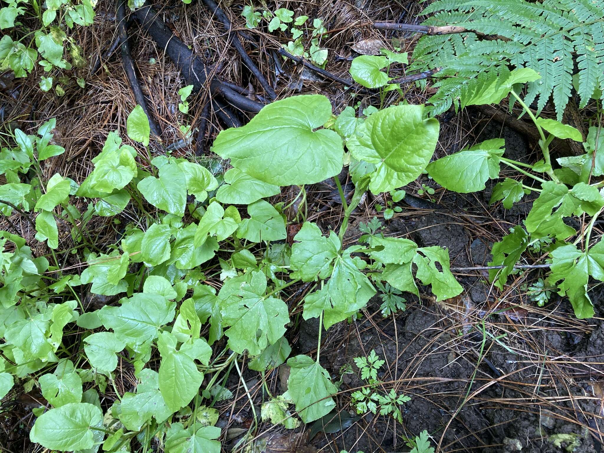 Image of Rumex maderensis Lowe