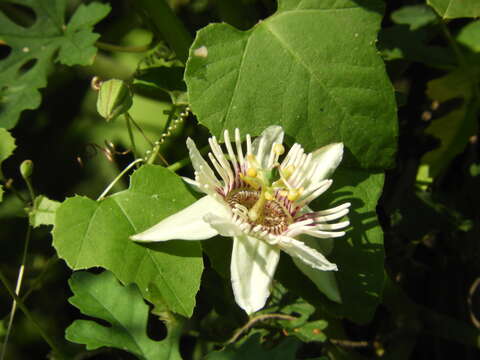 Passiflora colimensis Mast. & Rose ex Rose的圖片