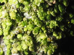 Image of Frullania catalinae A. Evans