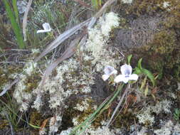 Image of Disa longicornu L. fil.