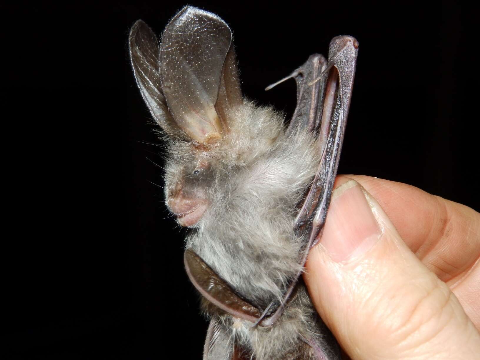 Image of Cape Long-eared Bat