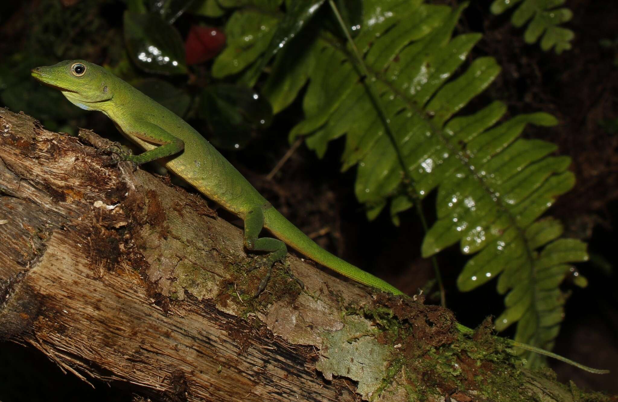 Image of Boulenger's Green Anole