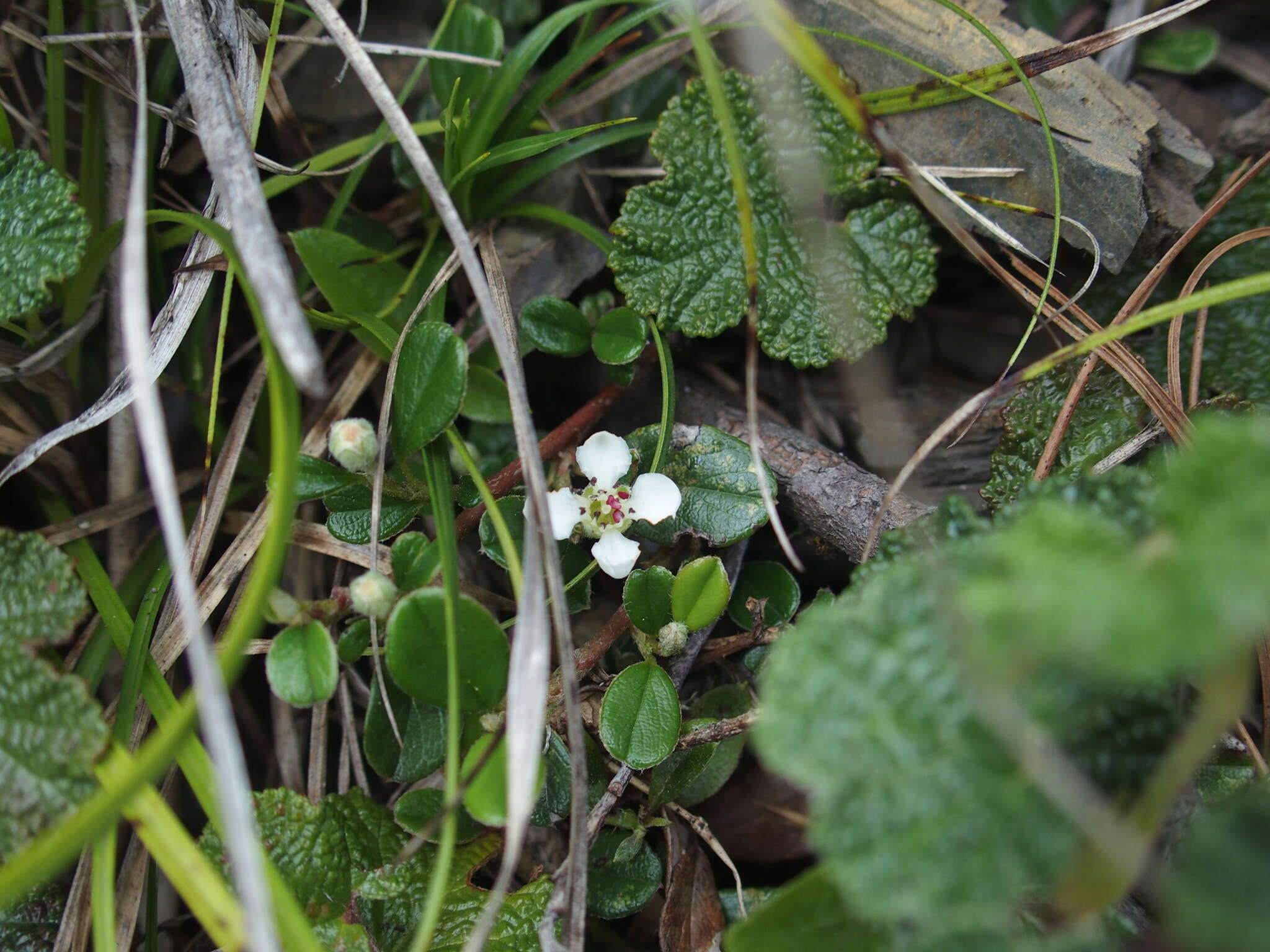 Image of Cotoneaster morrisonensis Hayata