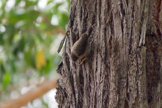 Image of Orange-winged Sittella