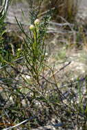 Image of Serruria linearis Salisb. ex Knight