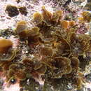 Image of <i>Microzonia vetulina</i> (Harvey) J. Agardh