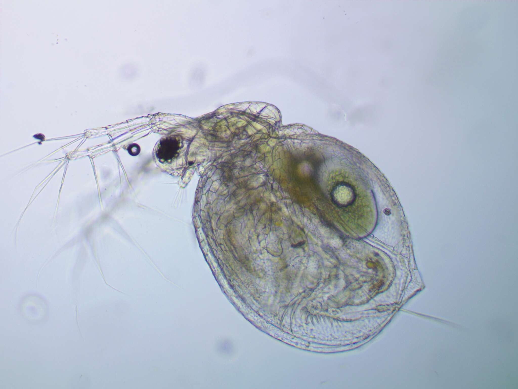 Image of honeycomb waterflea