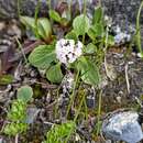 Image of Valeriana himalayana