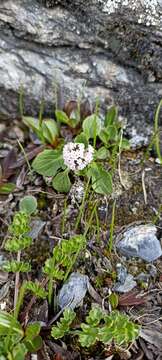 Image of Valeriana himalayana