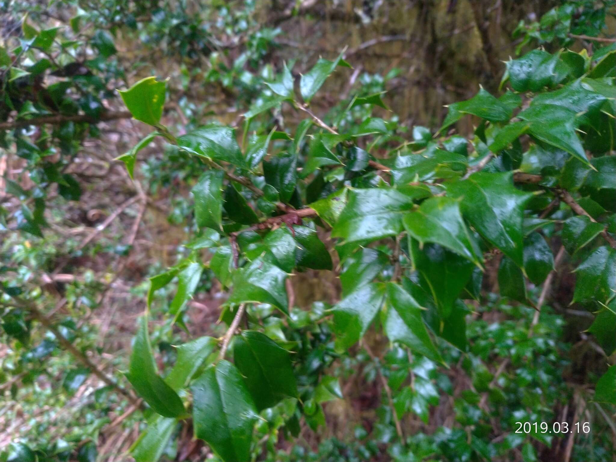 Imagem de Ilex bioritsensis Hayata