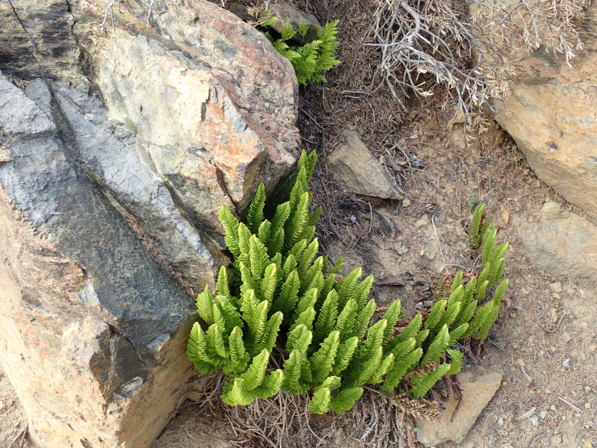 Image de Polystic de Lemmon