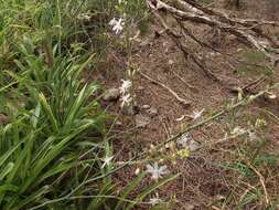 Plancia ëd Chlorophytum comosum (Thunb.) Jacques