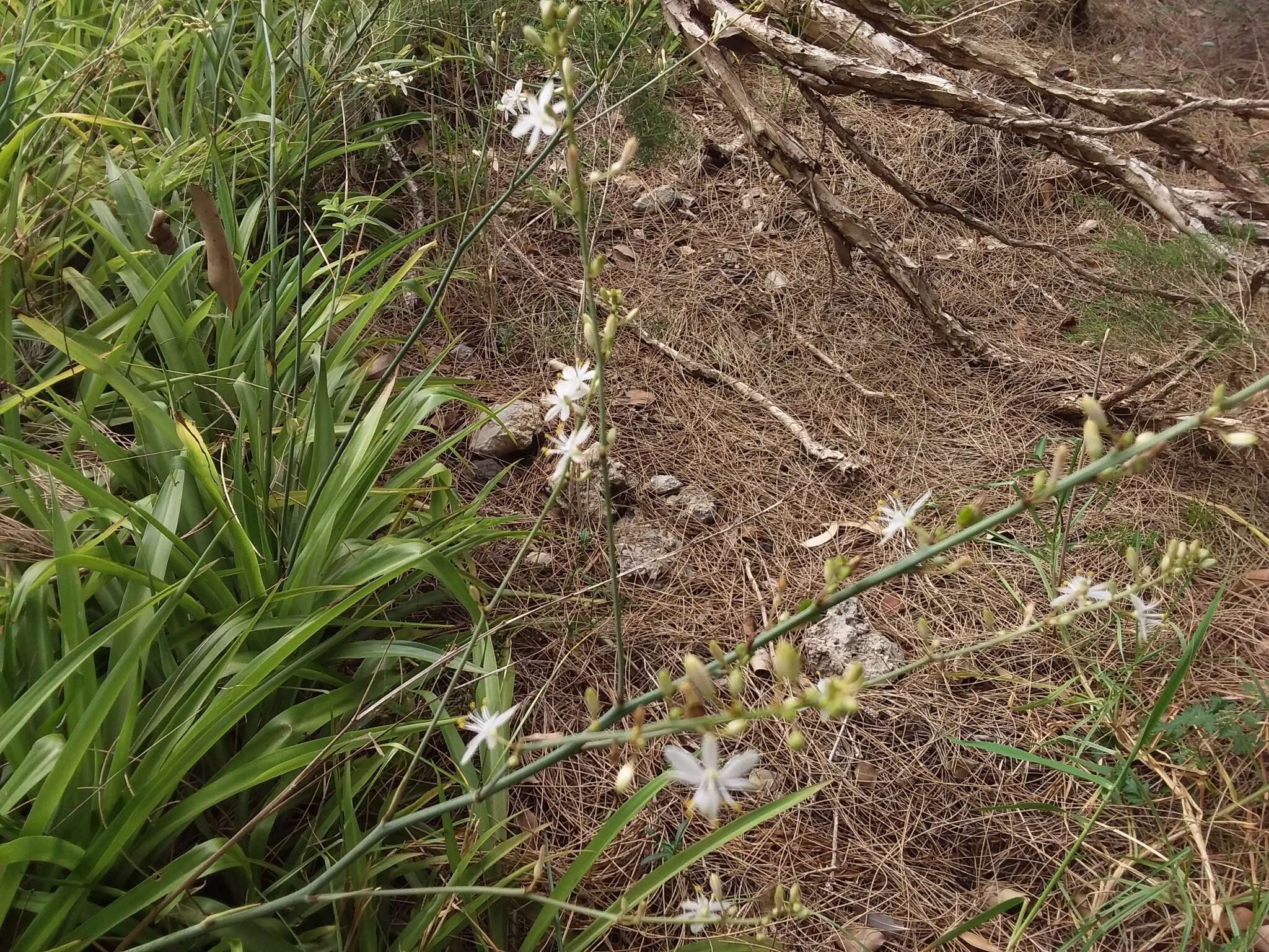 Plancia ëd Chlorophytum comosum (Thunb.) Jacques