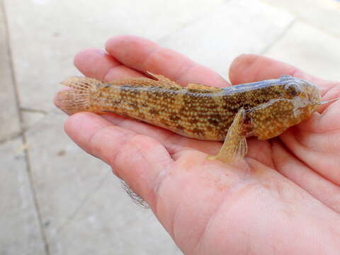 Image of Frillfin Goby