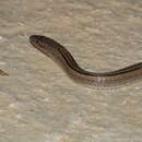 Image of Three-scaled Ground Snake