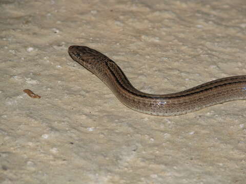 Слика од Erythrolamprus triscalis (Linnaeus 1758)