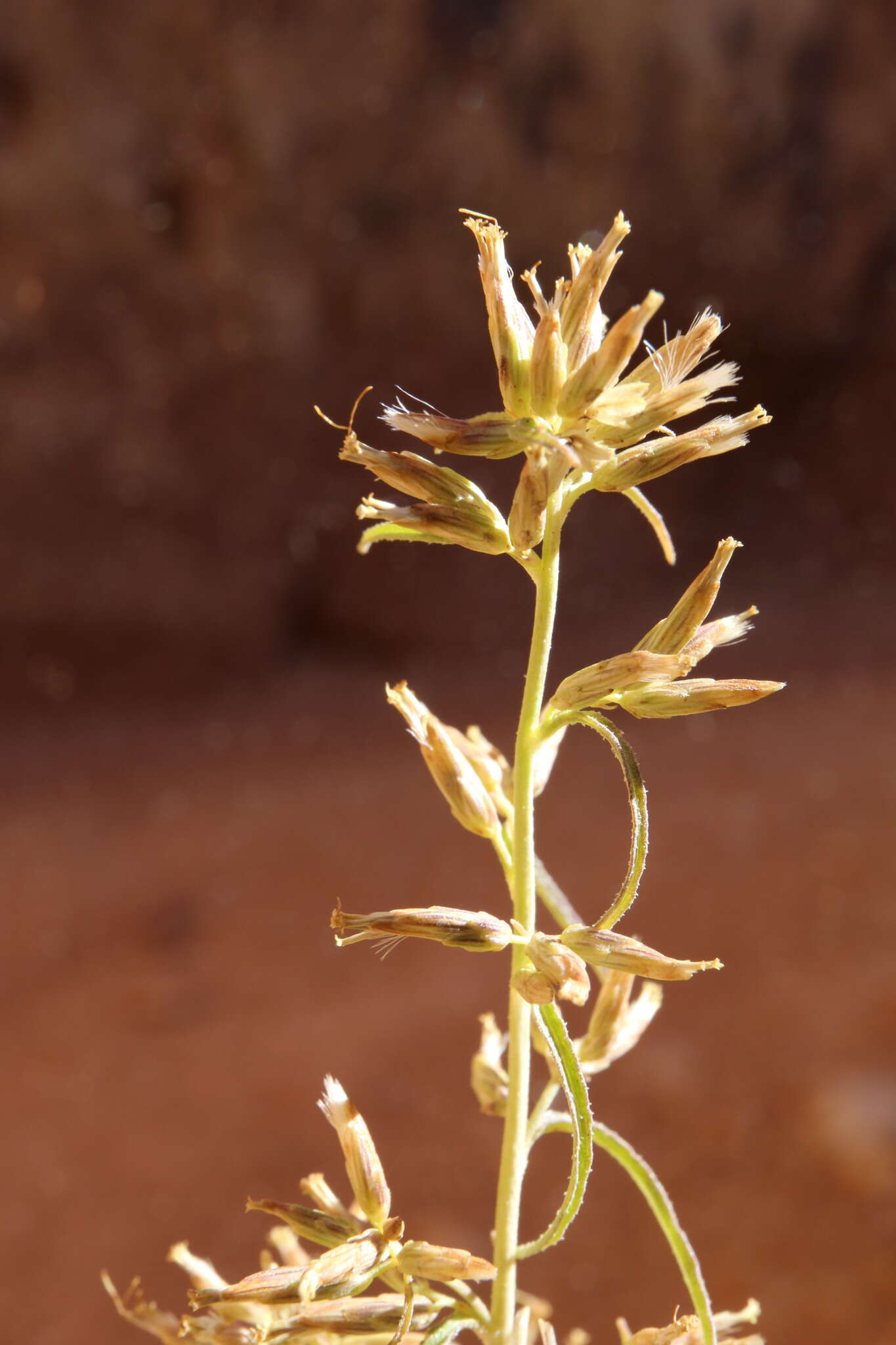 Imagem de Brickellia longifolia S. Wats.