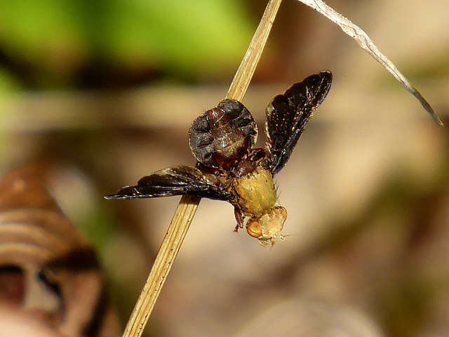 Image of Eurosta comma (Wiedemann 1830)