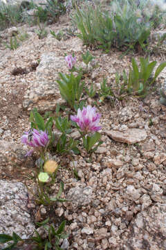 Слика од Trifolium parryi A. Gray