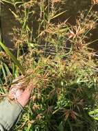 Image of Short-Bristle Horned Beak Sedge