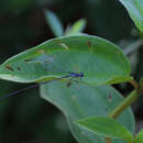 Image of Minagrion mecistogastrum (Selys 1876)